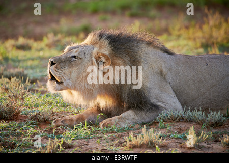 brüllend männlichen Löwen (Panthera Leo) Kgalagadi Transfrontier Park, Kalahari, Südafrika, Botswana, Afrika Stockfoto