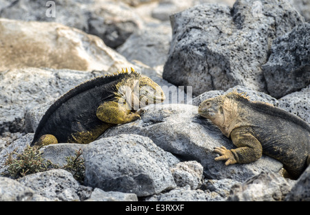 Zwei männliche Landleguane treffen sich am Plaza Süd auf den Galapagos-Inseln, einer Pazifischen Ozean Provinz von Ecuador, Südamerika. Stockfoto