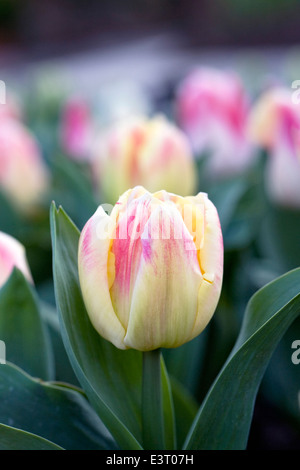 Tulipa 'Gleichgewicht der Farben"im Garten. Stockfoto