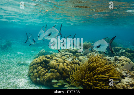 Zwei Schwärme von verschiedenen großen weißen und schwarzen und kleinen gelben Fischen schwimmen über und unter Korallenformationen am Riff Stockfoto