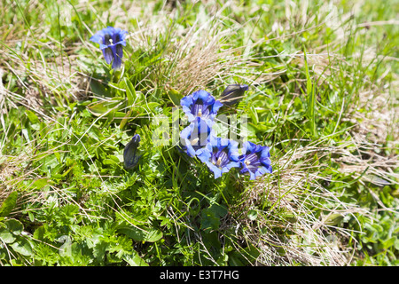 Ziemlich blau Gentiana Acaulis (stengellose Enzian) wächst im Berner Oberland, Schweiz Stockfoto