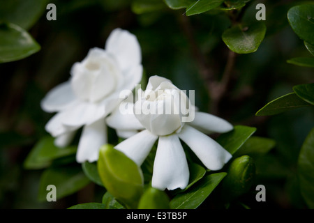 Die duftenden weißen Blüten der Gardenia, aka Cape Jasmine, Kap jessamine, danh-danh (Gardenia jasminoides) Stockfoto