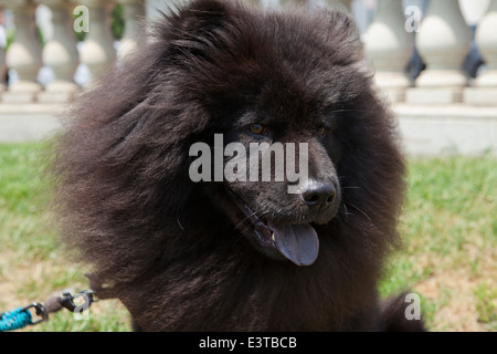 Dunkle braune Jacke Chow Chow Stockfoto