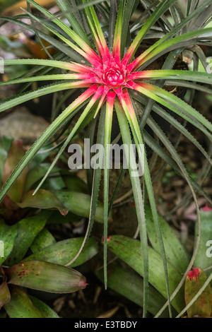 Bromelie im tropischen Regenwald, Brasilien Stockfotografie - Alamy