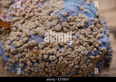 Braunfäule Pilzerkrankung (Monilinia Fructicola) auf Pflaume - USA Stockfoto