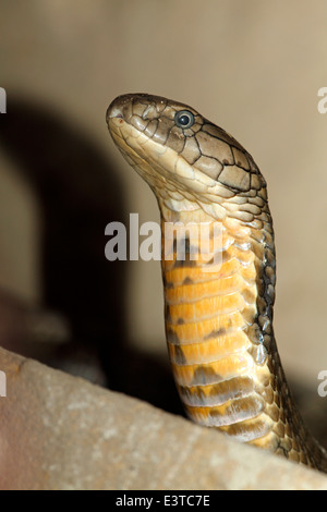 King Cobra, Ophiophagus Hannah, Bali, Indonesien. Diese Schlange ist das größte Land der giftigen Schlangen Stockfoto