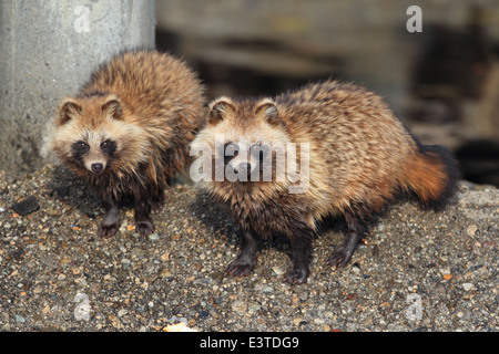 Marderhund (Nyctereutes Procyonoides) in Japan Stockfoto