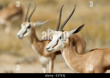 Springbock in den Kgalagadi. Stockfoto