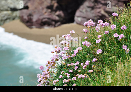 Cornwall - Nordküste Pfad - Meer Sparsamkeit wilde Blume - Klippe über dem Meer Nr. Polzeath - Sonnenlicht - Sommertag Stockfoto