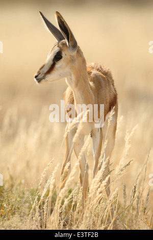 Springbok. Stockfoto