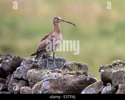 Eurasische Brachvogel thront auf Trockenmauer Stockfoto