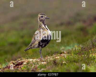 Europäische Goldregenpfeifer im Moor Stockfoto