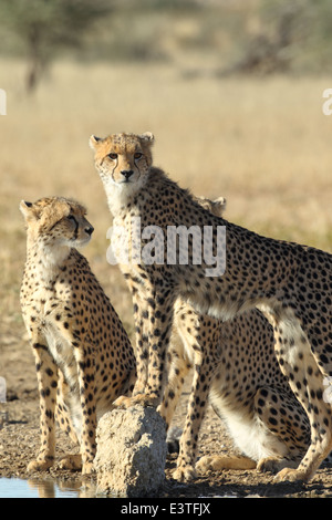 Eine Familie von Geparden an einer Wasserstelle in der Kgalagadi Transfrontier National Park. Stockfoto