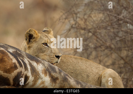 Eine Löwin, Fütterung auf eine Giraffe Karkasse innen Kruger National Park, Südafrika. Stockfoto