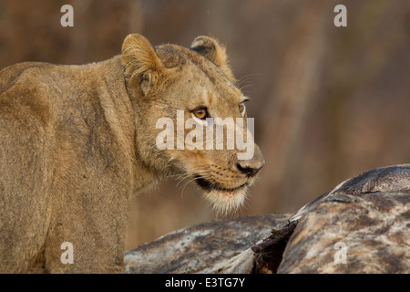 Eine Löwin auf dem Gelände der Giraffe töten im Kruger National Park. Stockfoto