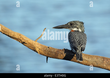 Ein riesiges Kingfisher thront über den Sunset-Damm im Krüger National Park. Stockfoto