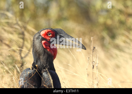 Eine südliche Hornrabe im Krüger National Park. Stockfoto