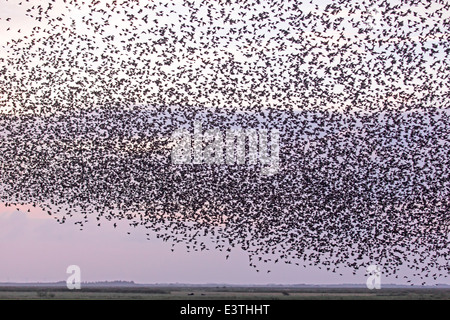 Stare, Dänemark, Europa / Sturnus Vulgaris Stockfoto