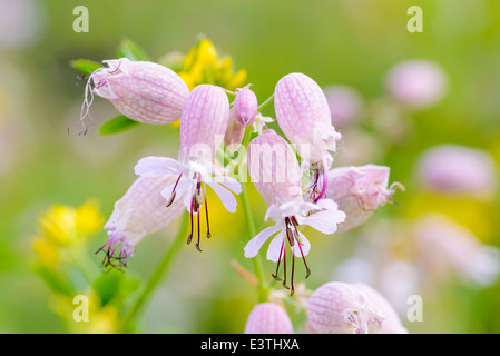 Blase Campion Blumen auf der Wiese unter die warme Frühlingssonne Stockfoto