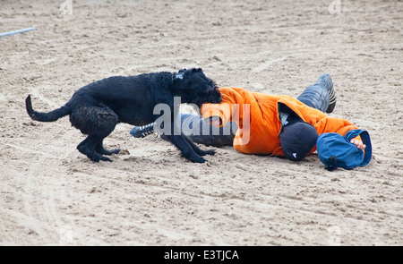 SANKT GALLEN, SCHWEIZ - 22. Oktober: Polizei zeigt Hundetraining auf der Landwirtschaftsmesse "Olma" am 22. Oktober 2011 in Sankt Gallen, Schweiz Stockfoto