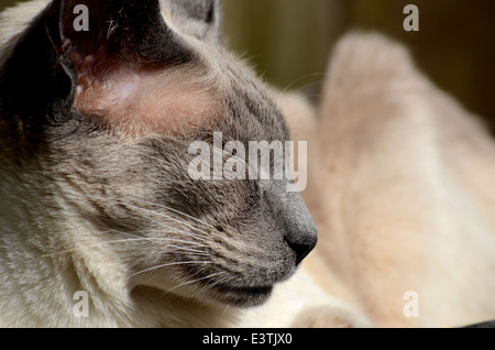 Nahaufnahme des Gesichts des Schlafens rein gezüchtet Siamkatze Stockfoto