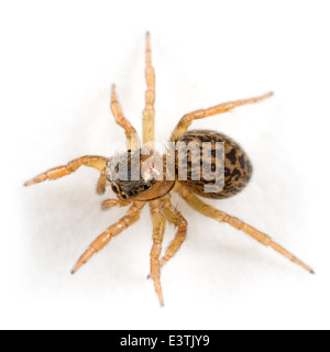 Weibliche Euophrys Frontalis Spinne, Teil der Familie Salticidae - Springspinnen. Isoliert auf weißem Hintergrund. Stockfoto
