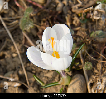 Krokusse erste Blumen des Frühlings Stockfoto