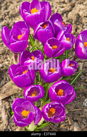 Krokusse erste Blumen des Frühlings Stockfoto