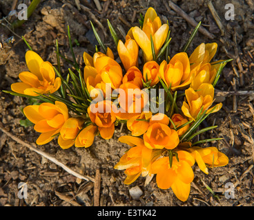 Krokusse erste Blumen des Frühlings Stockfoto