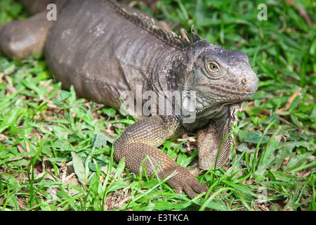 Junge Leguan im zoo Stockfoto