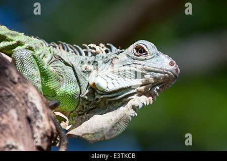 Junge Leguan im zoo Stockfoto