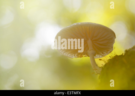 Porzellan-Pilz (Oudemansiella Mucida) bei Gegenlicht Stockfoto