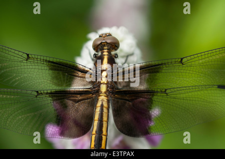 Drachen fliegen auf Lämmer Ohr. Stockfoto