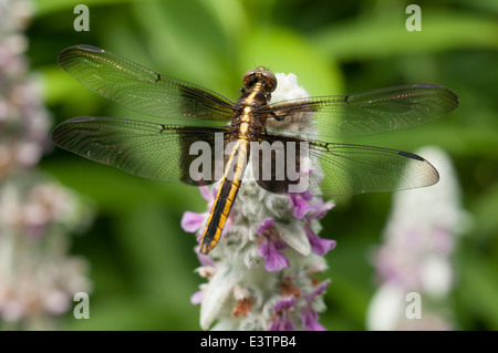 Drachen fliegen auf Lämmer Ohr. Stockfoto