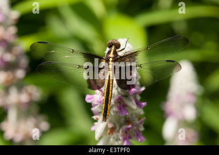 Drachen fliegen auf Lämmer Ohr. Stockfoto