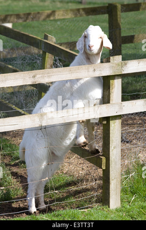 Hausziege Capra Aegagrus Hircus stehend auf einem bewaldeten Zaun mit Blick Stockfoto