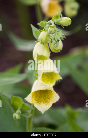 Digitalis Grandiflora. Große gelbe Fingerhut. Stockfoto