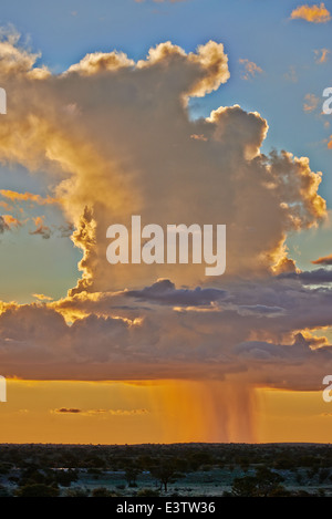 Regenwolken während des Sonnenuntergangs über Kgalagadi Transfrontier Park, Kalahari, Südafrika, Botswana, Afrika Stockfoto