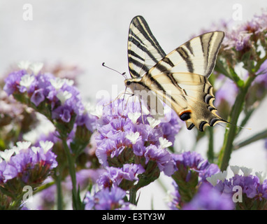 Schmetterling Stockfoto