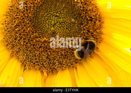 Hummel, Bombus, auf dem Kopf der Sonnenblume, Helianthus Annuus. Stockfoto