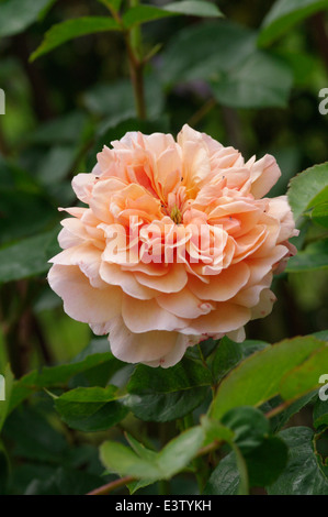 Kletterrose - MORTIMER SACKLER Stockfoto
