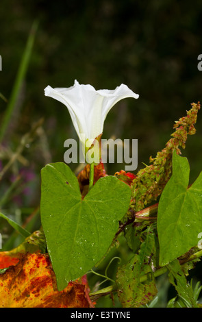 Weiße Blume und Blätter von größeren Ackerwinde, ein schädliches Unkraut Stockfoto