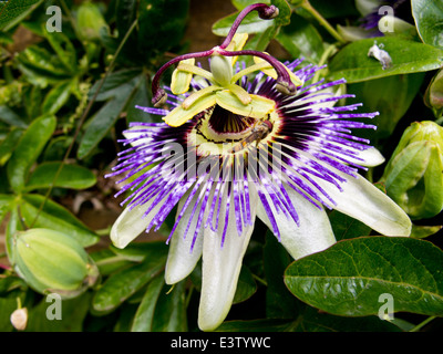 Ein Bild der schönen Blume Passiflora Caerulea auch bekannt als die Passionsblume Stockfoto