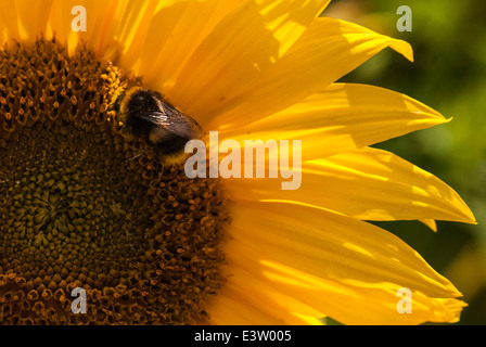 Hummel, Bombus, auf dem Kopf der Sonnenblume, Helianthus Annuus. Stockfoto