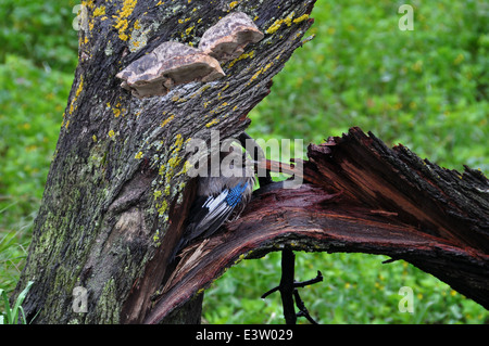 Eichelhäher passerine Vogel bergende unter gebrochen Baumstamm. Stürmischen regnerischen Wintertag. Stockfoto