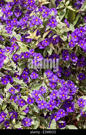 Massierten Anzeige der Blumen des Busches blaue Kartoffel, Solanum Rantonnetii "Variegata" Stockfoto