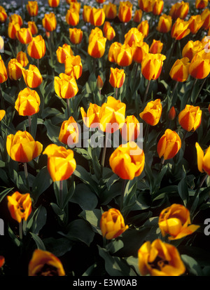 Niederlande, Leiden, die Tulpe Blumenfelder im Frühjahr. Stockfoto