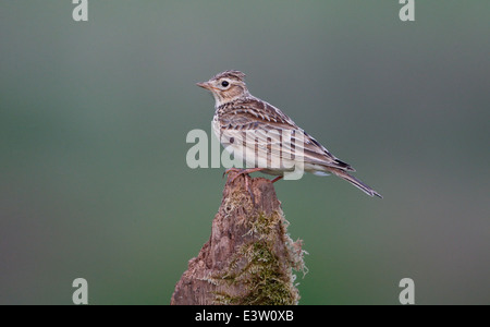 Feldlerche, Alauda Arvensis, einziger Vogel auf Post, Warwickshire, Mai 2014 Stockfoto