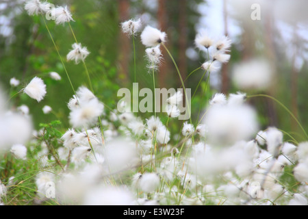 Blühende weiße Blüten von Wollgras in Lappland Kiefernwald Stockfoto