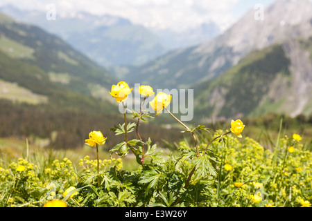 Gelbe Trollblume Europaeus und Blick in der Nähe von Grosse Scheidegg und Wetterhorn über Grindelwald, in Richtung Schwarzwaldalp im Sommer Stockfoto